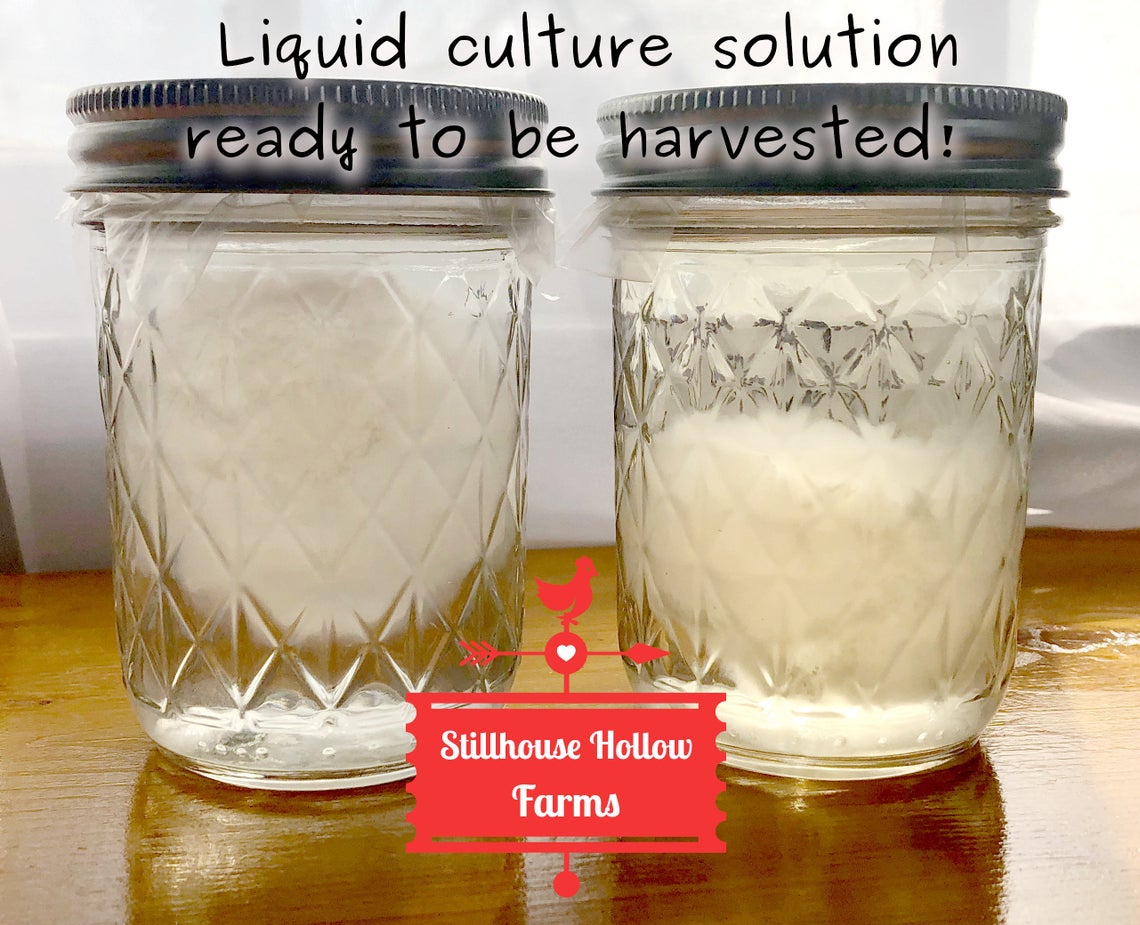 Mushroom Liquid Culture Nutrient Solution - Pressure-Sterilized