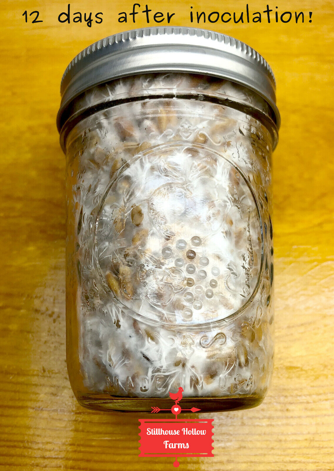 Whole Oat Jars, Pre-Sterilized